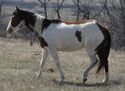Tender Term's 2006 foal