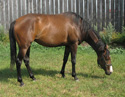 Winning Splendor's 2006 foal